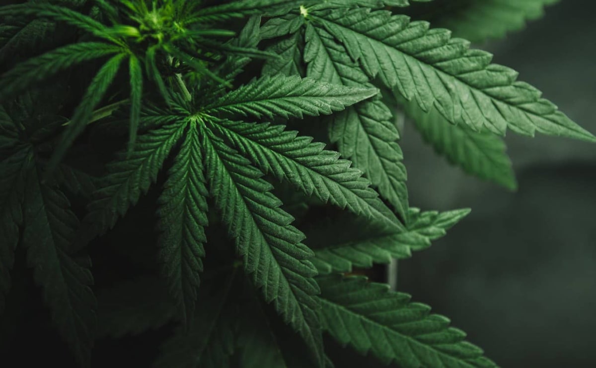 Buy cannabis Online Australia