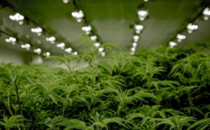 Buy cannabis Online Australia