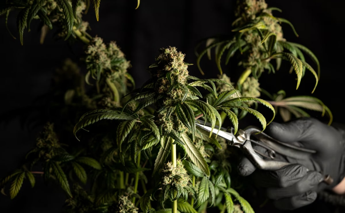 CBD CREAM