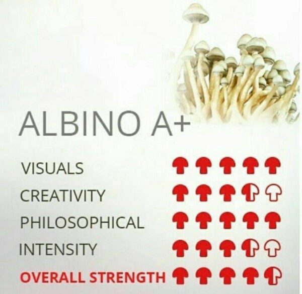 ALBINO A+ SHROOM