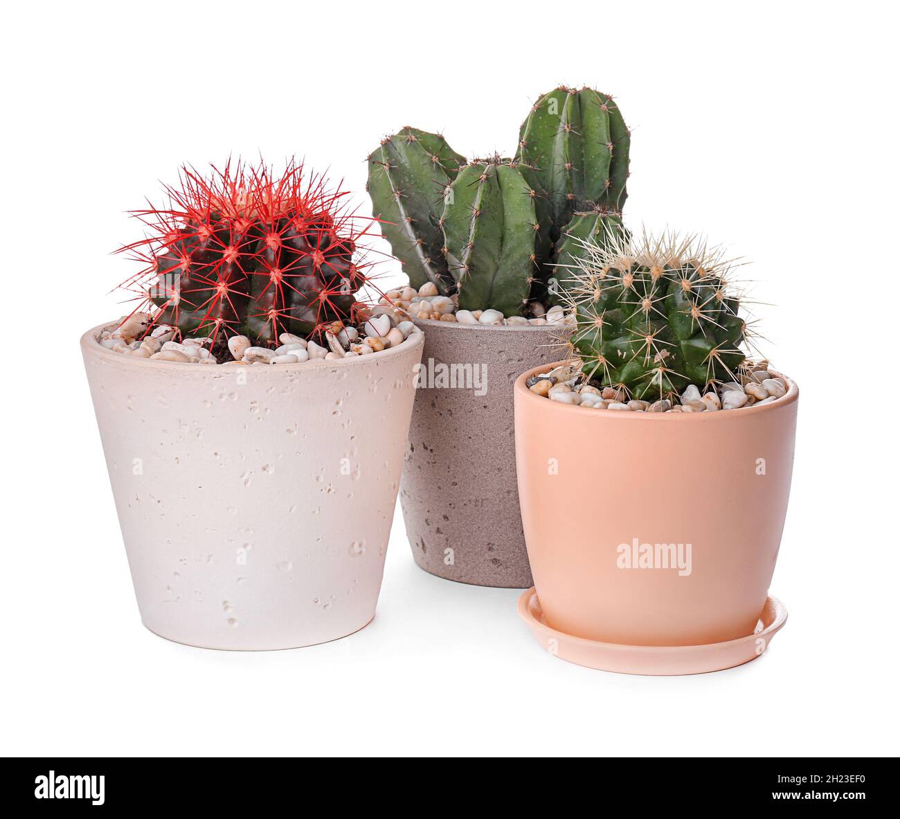 beautiful cacti on white background 2H23EF0