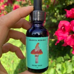Red cap mushroom microdose