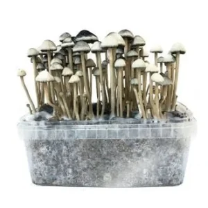Copelandia Hawaiian grow kit