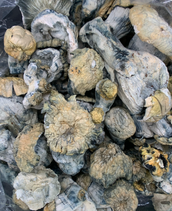 Shakti Magic Mushrooms  (Albino Malabar)