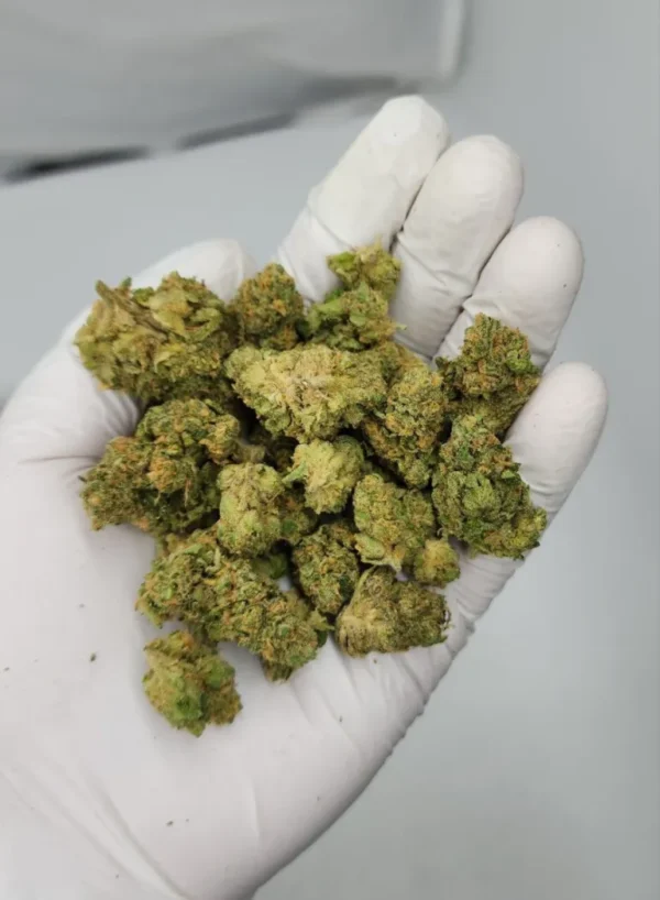 Yellow Mermaid Sativa Dominant Hybrid Strain 23-28% THC.